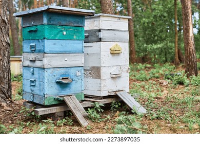 Colorful hives of bees in forest. Wooden beehives for bees near trees. - Shutterstock ID 2273897035