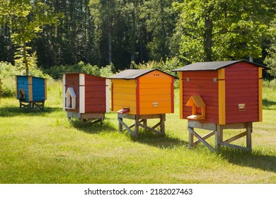 Colorful hives of bees in meadow. Wooden beehives near rape field. sunny summer day