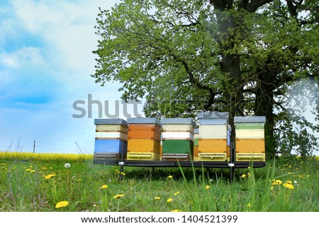 Colorful hives of bees in meadow. Wooden beehives near rape field.

