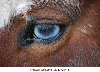 Colorful horse eye closeup, Oregon, USA