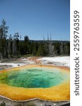 Colorful hot spring in Yellowstone National Park, showcasing vivid orange, green and blue hues surrounded by forest