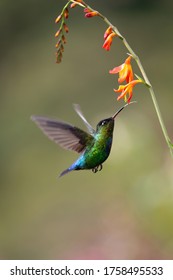 Colorful hummingbird, wildlife of Costa Rica