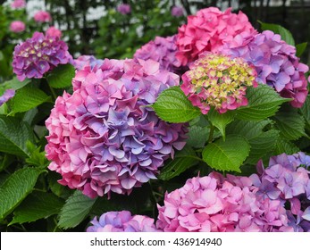 Pink Hydrangea Flower Color Meaning Linked Stock Photo Edit Now