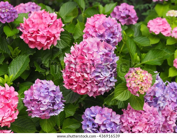 Colorful Hydrangea Flowers Ajisai Flower Nature Stock Image 436916539