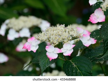 Colorful Hydrangea flowers in early summer  - Shutterstock ID 433468888