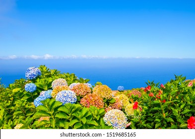 Colorful Hydrangea flowers photographed with blue ocean water in background. Hortensia flower typical for Portuguese Madeira island and Azores. Atlantic ocean landscape. Madeiran northern coast.