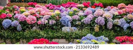 Colorful hydrangeas banner, close up. Purple blue pink hortensia flowers on counter in store. Many Hydrangea macrophylla Blossom, closeup