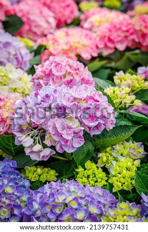 Colorful hydrangeas in garden, close up. Purple blue pink hydrangea flowers on counter in store. Many Hydrangea macrophylla Blossom, closeup
