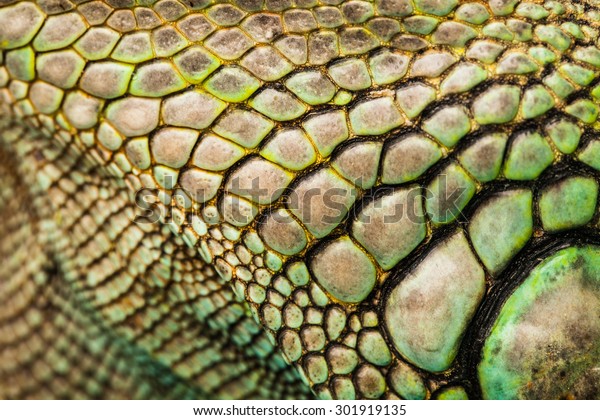 colorful iguana reptile\
skin, close up