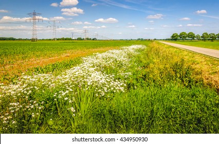 Colorful image of an agricultural area in the Netherlands with a row of pylons in the field. At the field's edge are exuberant flowering wild plants. It's a sunny day with a blue sky in summertime.. - Powered by Shutterstock