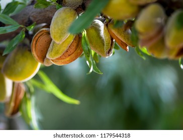 colorful image of almonds ready for harvest in the late evening sun , blurred background to ad copy space 