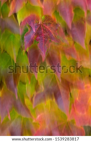 Similar – Image, Stock Photo autumn Nature Plant Autumn