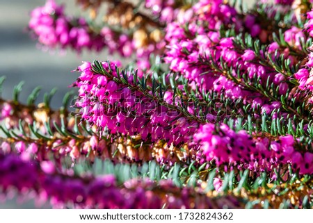A colorful image of a Erica × darleyensis (Darley Dale heath) flower.