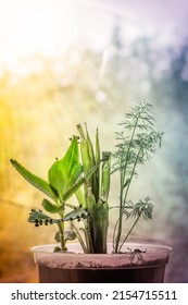 Colorful Image Of Green Plant, Dill And Weed In Transparent Flower Pot Front View On Window Background. Yellow Sunlight On Side And Blue Color Gradient. Spring And Summer Funny Time.