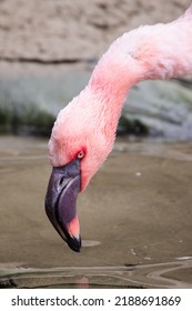 Colorful Image Of Lesser Flamingo. 