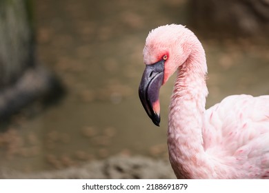 Colorful Image Of Lesser Flamingo. 