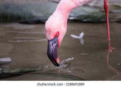 Colorful Image Of Lesser Flamingo. 