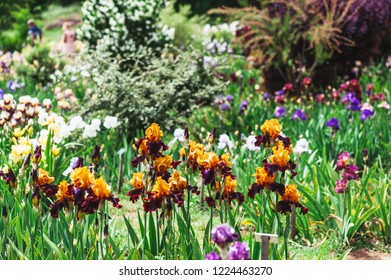 Colorful iris flower in the garden - Shutterstock ID 1224463270