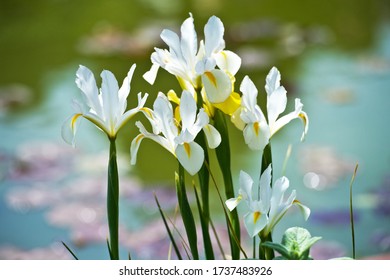 Colorful irises hollandica in the garden, perennial garden. Gardening. Bearded iris.  - Powered by Shutterstock