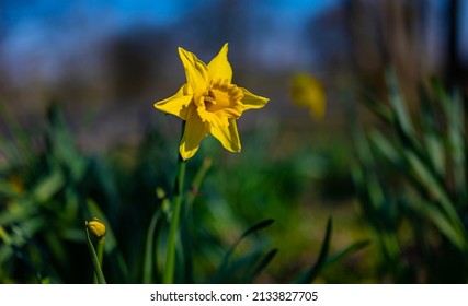Colorful isolated yellow daffodil narcissus blooming during spring in the park