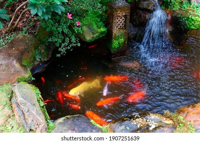 Colorful Japanese Koi Carp Fish Swimming Merrily Next To A Small Cascade In A Lovely Pond In A Garden In Kyoto, Japan