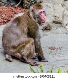 Colorful Japanese Macaque (Snow Monkey) In Profile On A Rocky Outcrop