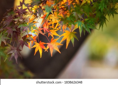 13,225 Momiji tree Images, Stock Photos & Vectors | Shutterstock