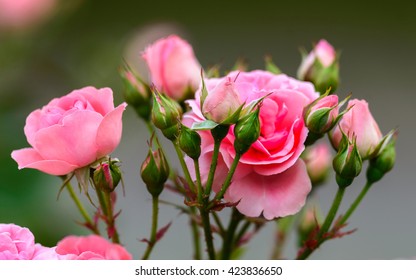 168,039 Tea rose Images, Stock Photos & Vectors | Shutterstock