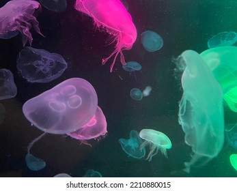 Colorful Jelly Fish In Tank