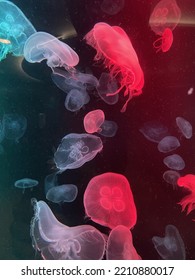 Colorful Jelly Fish In Tank