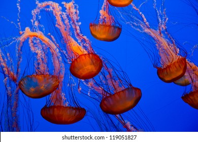 Colorful Jellyfish