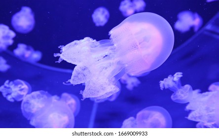 Colorful Jellyfish Aquarium Blue Blubber Jellyfishes Stock Photo ...