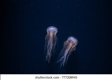 colorful jellyfish dancing
