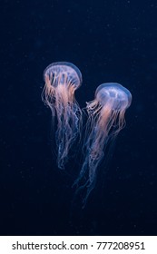 Colorful Jellyfish Dancing