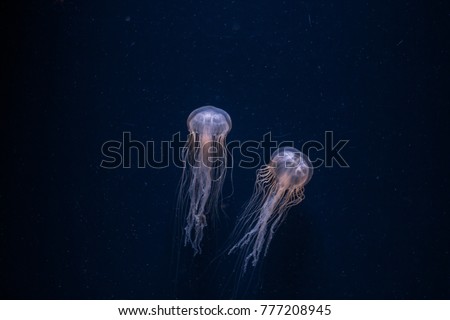 colorful jellyfish dancing