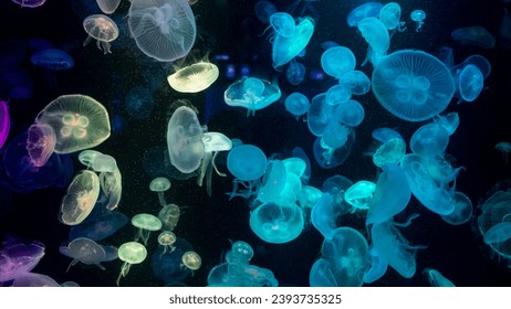Colorful Jellyfish underwater, Jellyfish moving in water. Beautiful light reflection on Jellyfish in the aquarium.