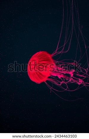 Colorful jellyfish in the water