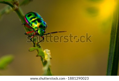 Colorful iridescent beetles