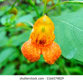 Colorful Jewel Weed