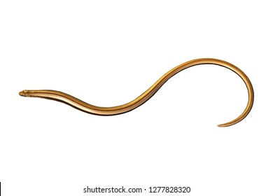 Colorful Juvenile Blind Worm Isolated Over Stock Photo 1277828320 ...