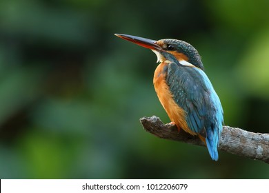 Colorful Kingfisher bird, female Common Kingfisher (Alcedo athis), standing on a branch - Shutterstock ID 1012206079