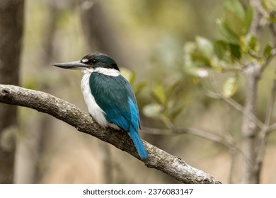 A colorful Kingfisher bird perched on a tree branch - Powered by Shutterstock