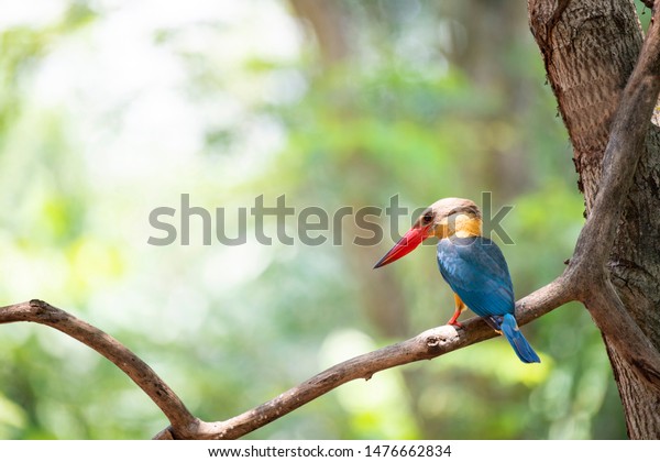 The colorful kingfisher turning its back and\
perching on a tree branch.