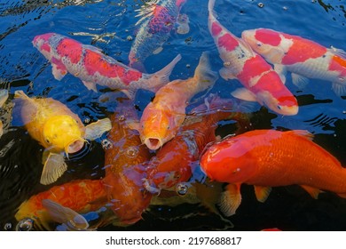 1,159 Koi Varieties Images, Stock Photos & Vectors | Shutterstock