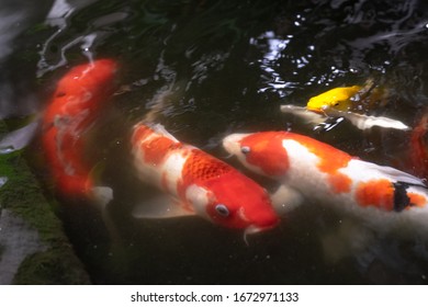 colorful koi fish in pond