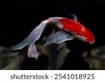 Colorful Koi Fish Swimming in Dark Pond