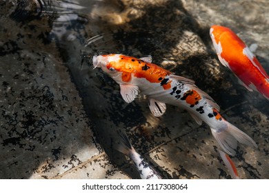 Colorful Koi Fish Swimming In Pond. Water Garden