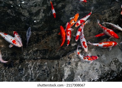 Colorful Koi Fish Swimming In Pond. Water Garden