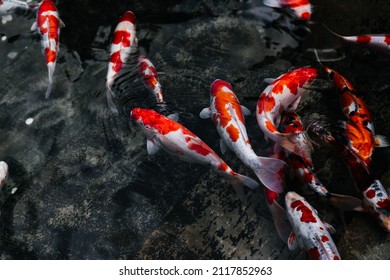 Colorful Koi fish swimming in pond. Water garden
