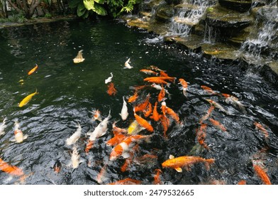 Colorful Koi Fish Swimming in a Pond with a Waterfall in the Background. - Powered by Shutterstock